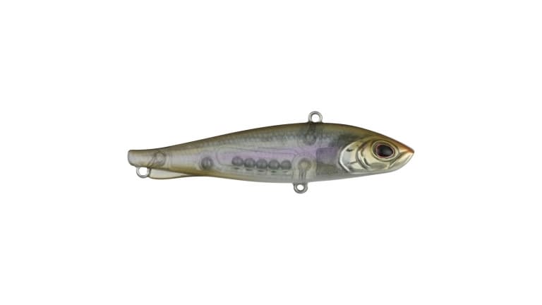 Berkley Ripfish - GHSN