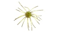 Strike King Tumbleweed Salted - 100 - Thumbnail