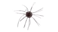Strike King Tumbleweed Floating - 527 - Thumbnail